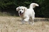 GOLDEN RETRIEVER 727